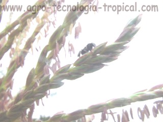 Insectos consumen el polen del maíz y pueden afectarse con semillas transgenicas